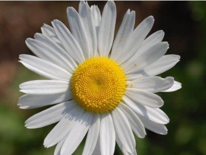 weiße Gänseblümchen