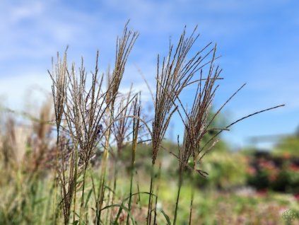 Miscanthus Nippon (2)