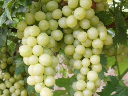 rubanka