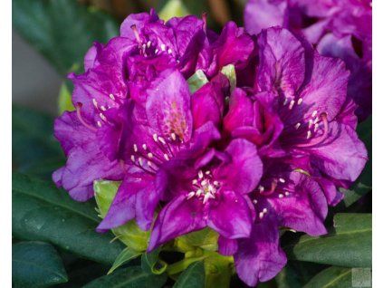 Rhododendron Bohlken's Laguna