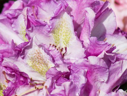 Rhododendron Lupinenberg
