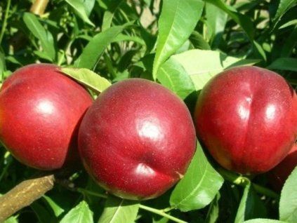 87398 1 nektarinka gea