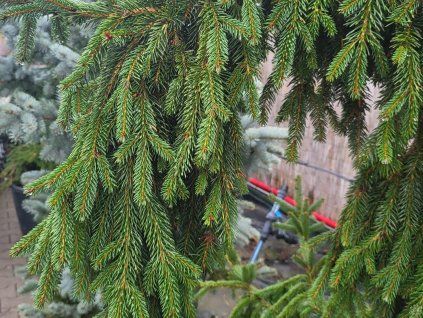 Picea abies 'Rothenhaus' (2)