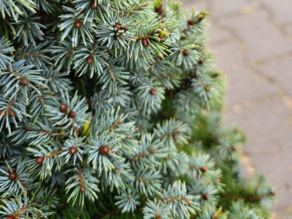 Picea glauca 'Sander�s Blue' (1)