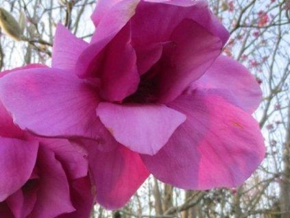 purple sensation