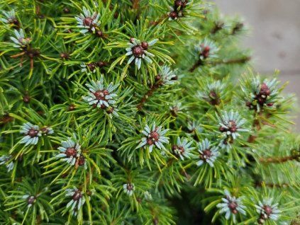 Picea glauca 'Conica Blue' (1)