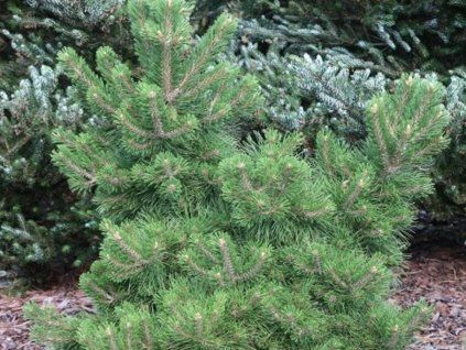 Massives Kiefernholz