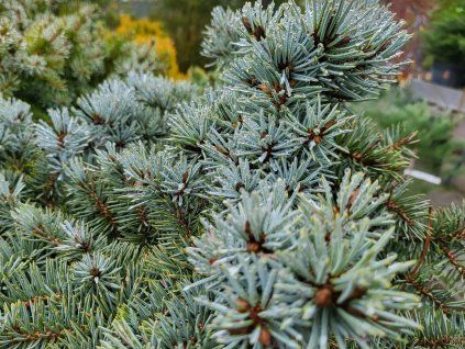 Picea pungens 'Green GlobeCompact' (1)