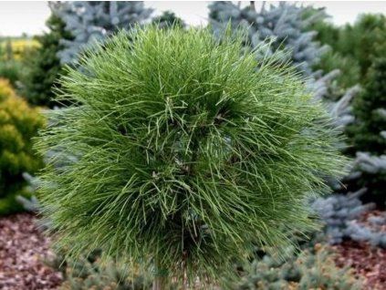 88982 borovice cerna rockley wb