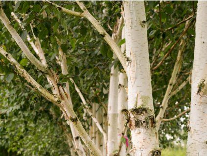 Betula utilis jacquemontii