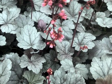 90443 1 dluzicha silver gumdrop heuchera silver gumdrop