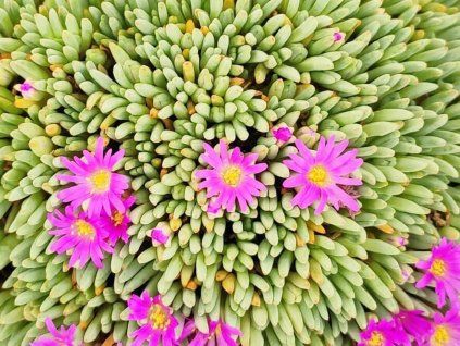 Delosperma sphalanthoides 1