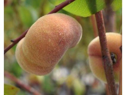 90800 broskvon oriane