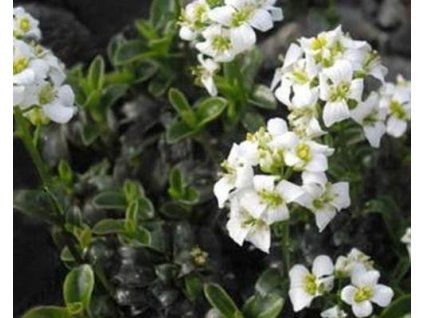 arabis