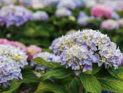 Hydrangea macrophylla Endless Summer The Original bleu 85452 4