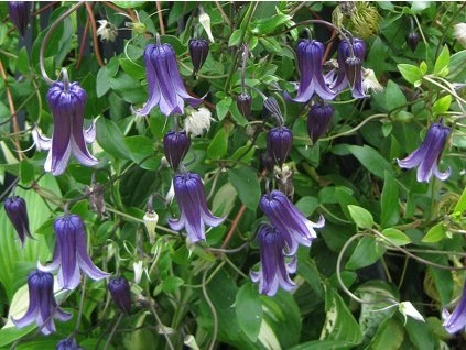 92075 1 plamenek rooguchi