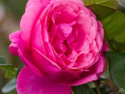 Rose 'Desirée®' (Sonderverpackung)