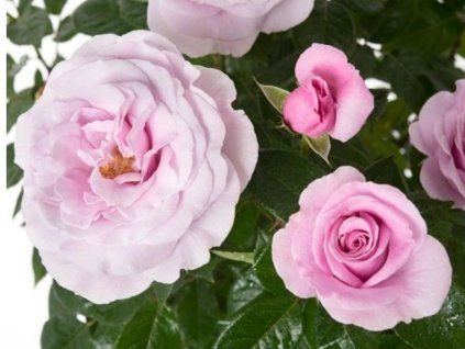 Rose 'Pacific Blue®' (Sonderverpackung)
