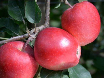 92813 1 jablon gala galaval