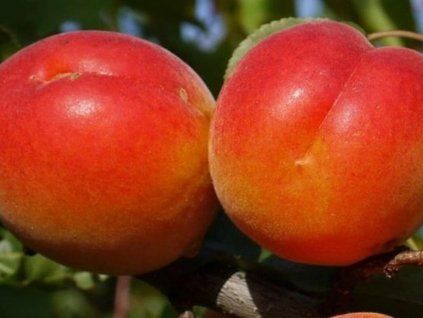 92966 merunka delice cot