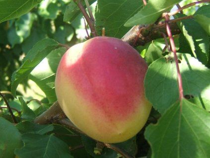 92969 merunka vanilla cot