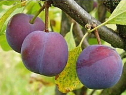 92972 1 svestka bryska