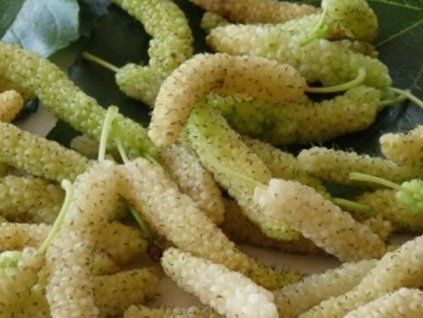 Maulbeere 'König der Weißen' (Container C3, Stammform)