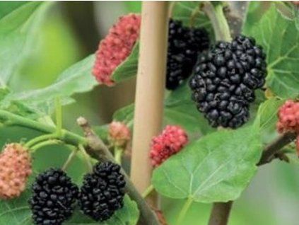 Moruše  'Red No.2' (Balení kontejner C2)