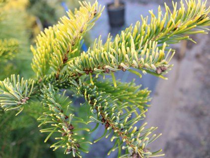 96212 1 jedle belokora aurea