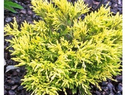 96437 jalovec polehly lime glow