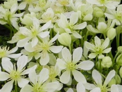 smaragdgrüner Traum