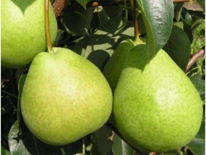 35364 asijska hrusen tsuli