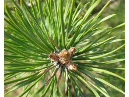 36780 1 Kiefer Waldstein Kümmel