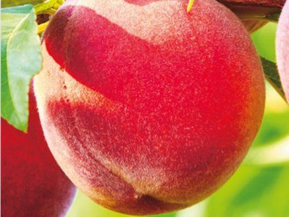 37035 2 broskvon harbrite