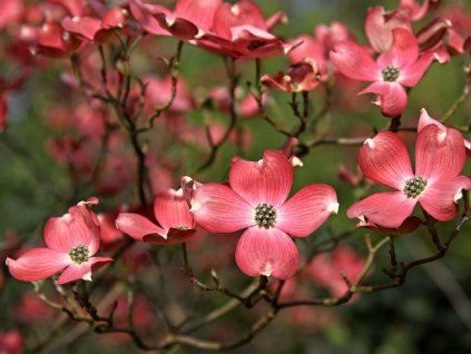 Dieser blühende Baum 'Cherokee Chief'