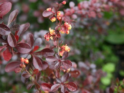 berberys thunberga carmen 001