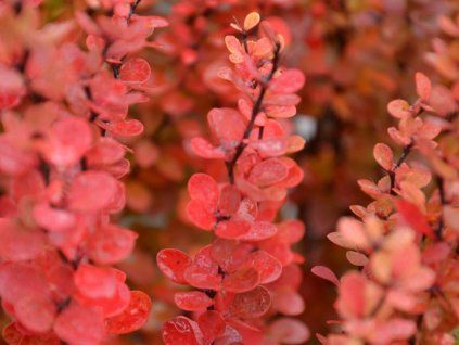 39372 1 dristal thunberguv erecta