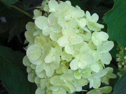 40377 1 hortenzie latnata silver dollar