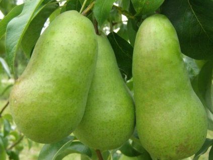 40917 1 hrusen amfora