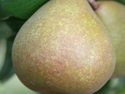 40926 hrusen bera hardy