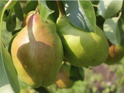 41136 hrusen parizanka