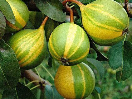 41154 hrusen schweizer hose