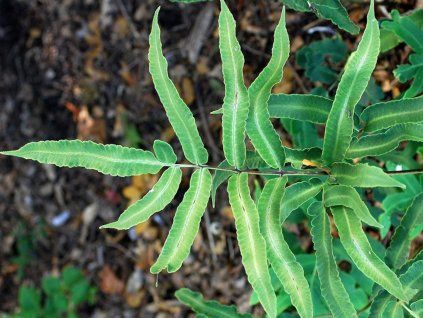 Dryopteris sieboldii