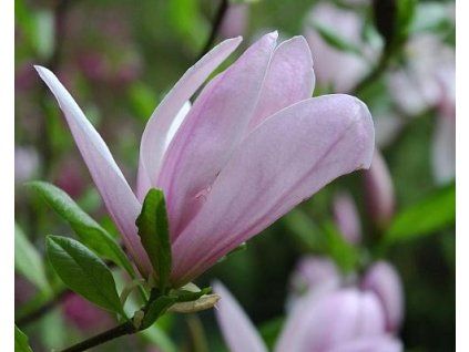 Magnolie 'Pinkie' (Containerware, Strauch/Baumform)