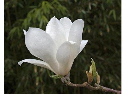 50454 1 magnolie lennei alba