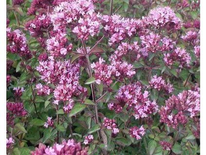 Majoran dauerhaft (Verpackung Container 7x7cm)