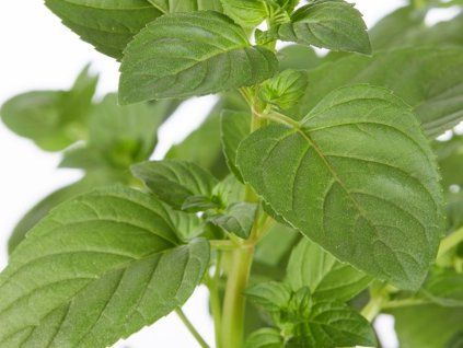 50829 mata citronova