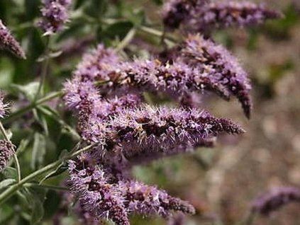 m�ta dlouholist�