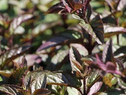 m�ta �okol�dov�