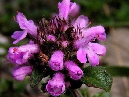 mate��dou�ka k